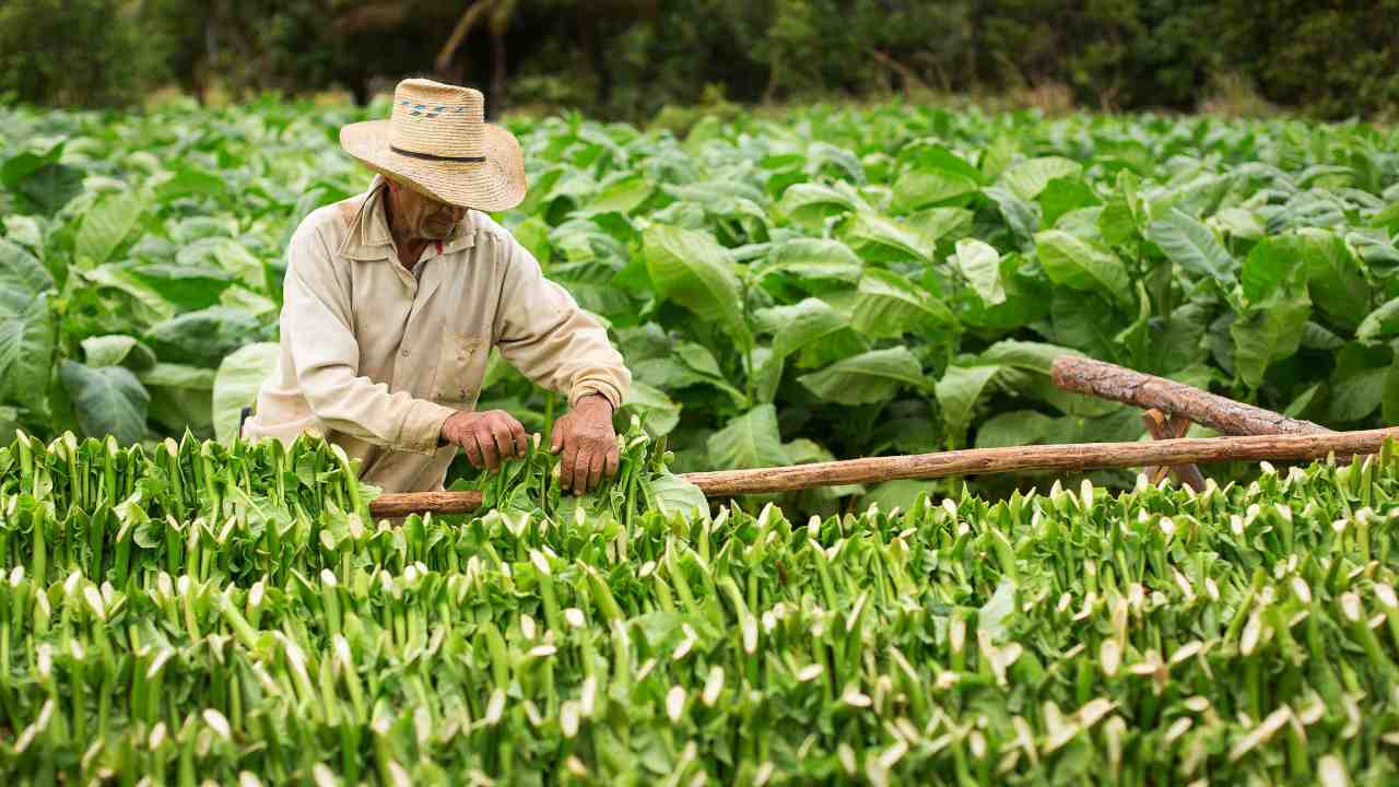 Agricoltore tabacco