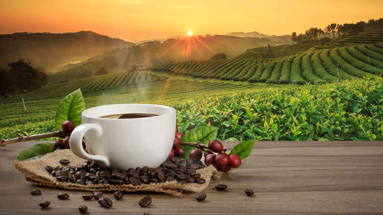 tazza caffè e piantagione