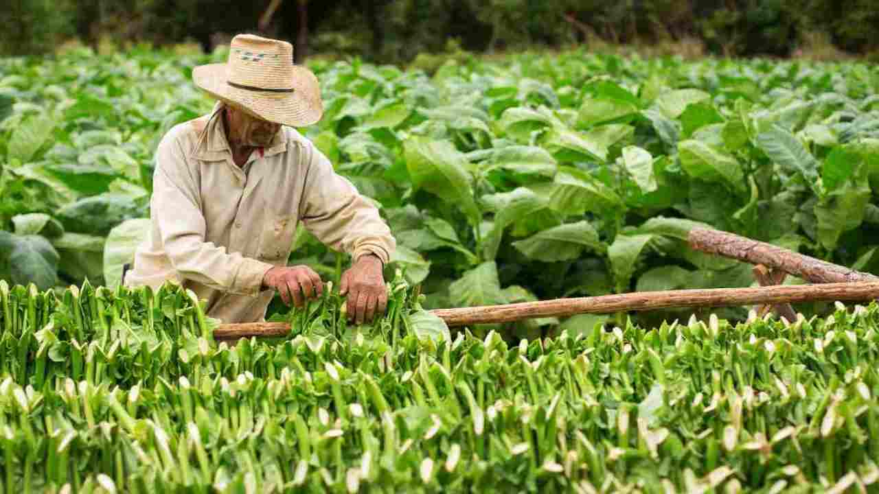 campo tabacco