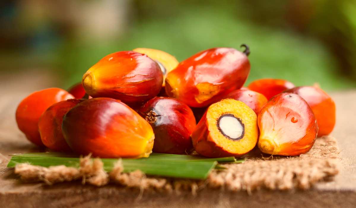 Olio di palma, esportazioni bloccate da Indonesia: e i prezzi alle stelle
