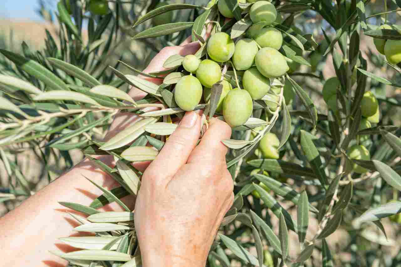 cerignola braccianti