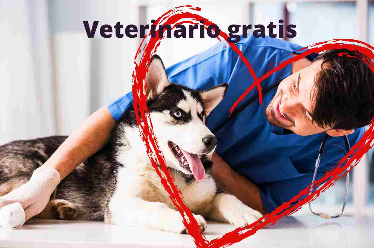 ospedale gratuito per animali