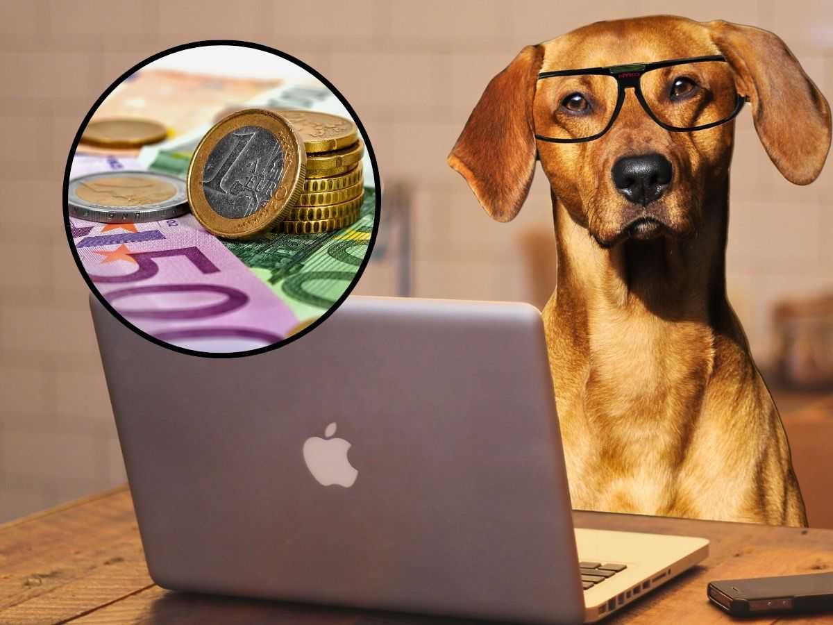 sfondo cane al pc e tondo con banconote e monete euro
