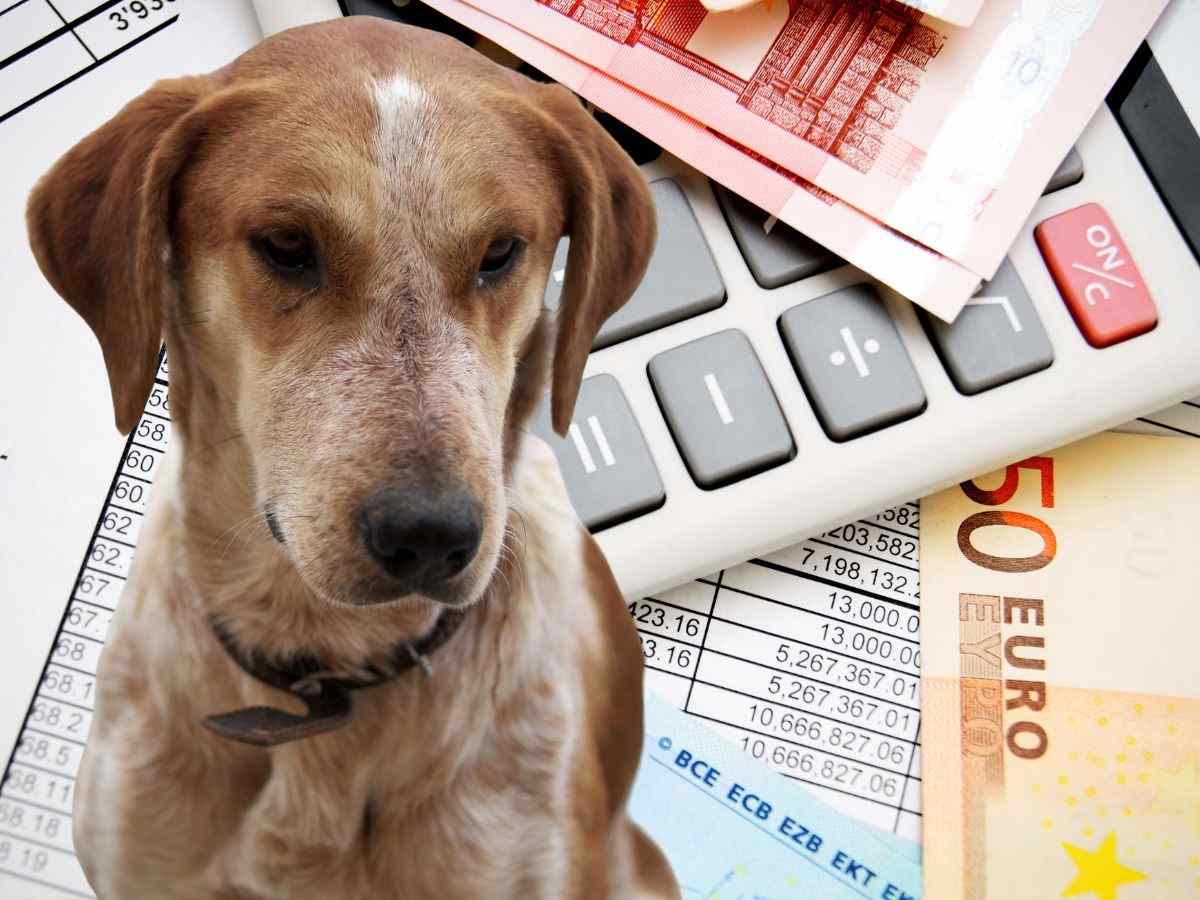 sfondo con banconote euro e calcolatrice e cane randagio