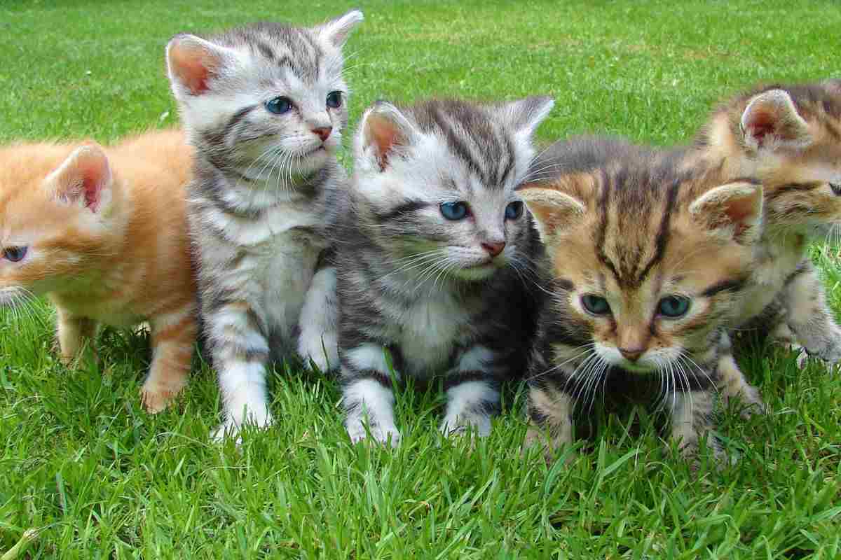 Gatti in un prato