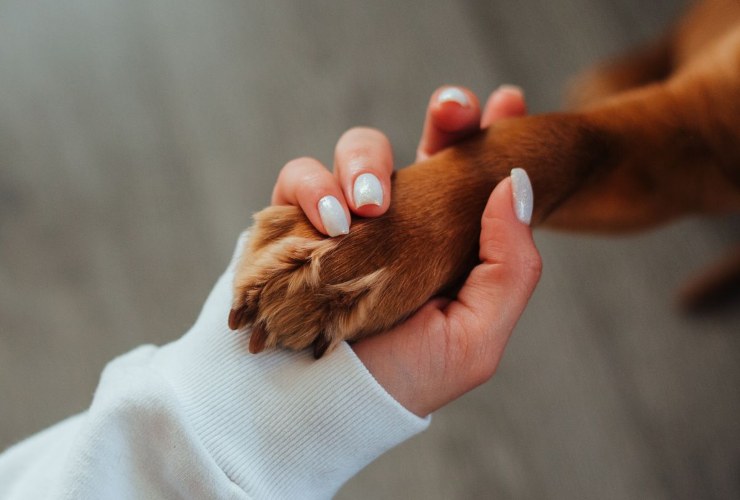 Mano che stringe la zampa del cane