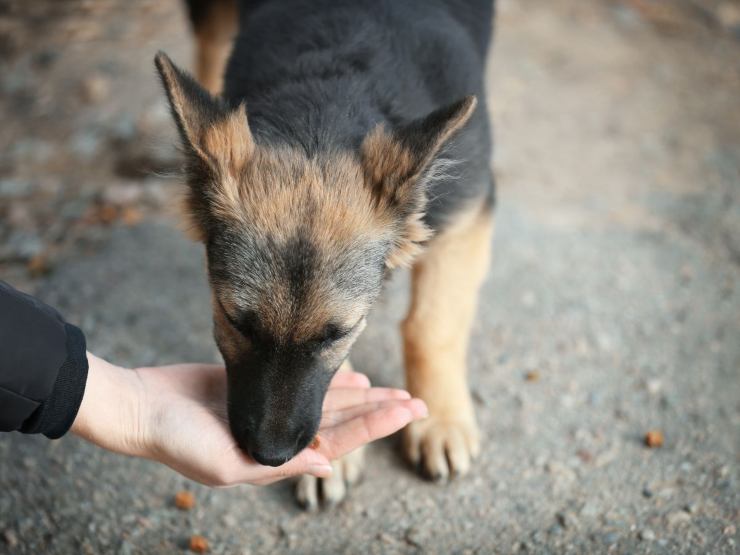 persona dà da mangiare a cane randagio