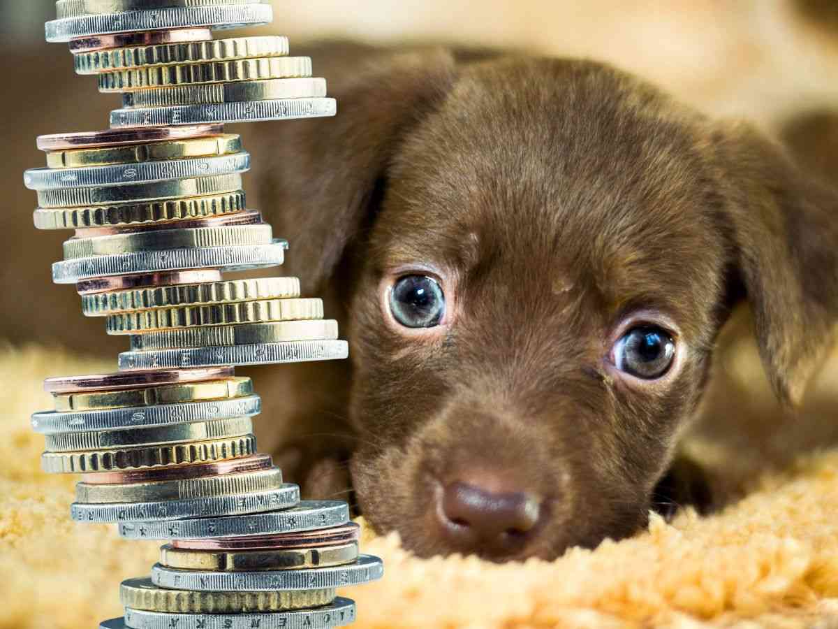 sfondo cane e monete euro impilate