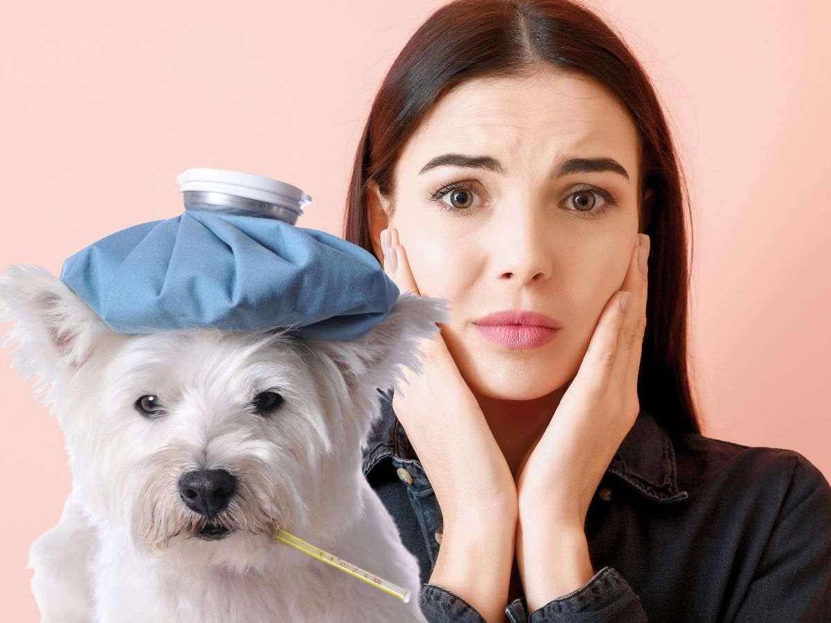 sfondo ragazza con cane malato