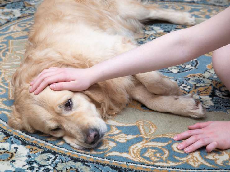 ragazza accarezza cane malato