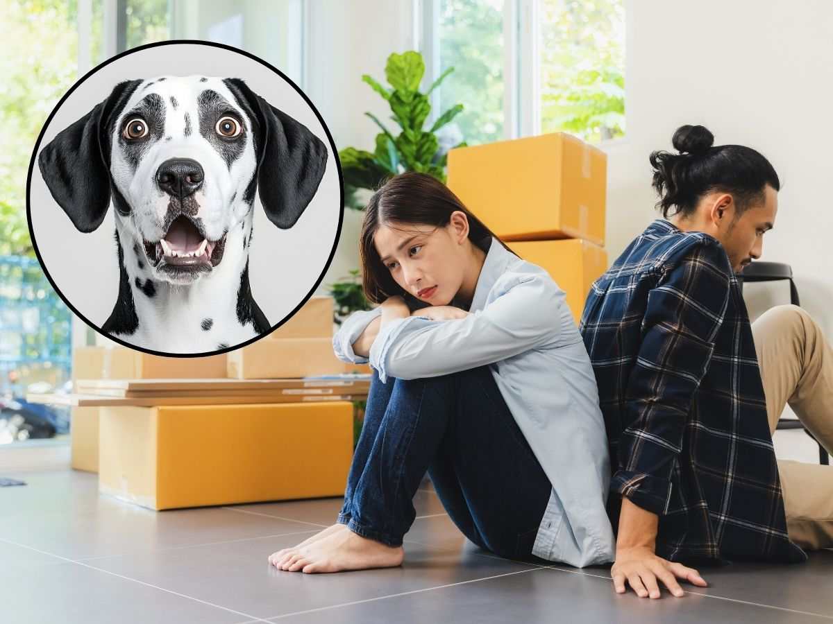 coppia in separazione e tondo con cane