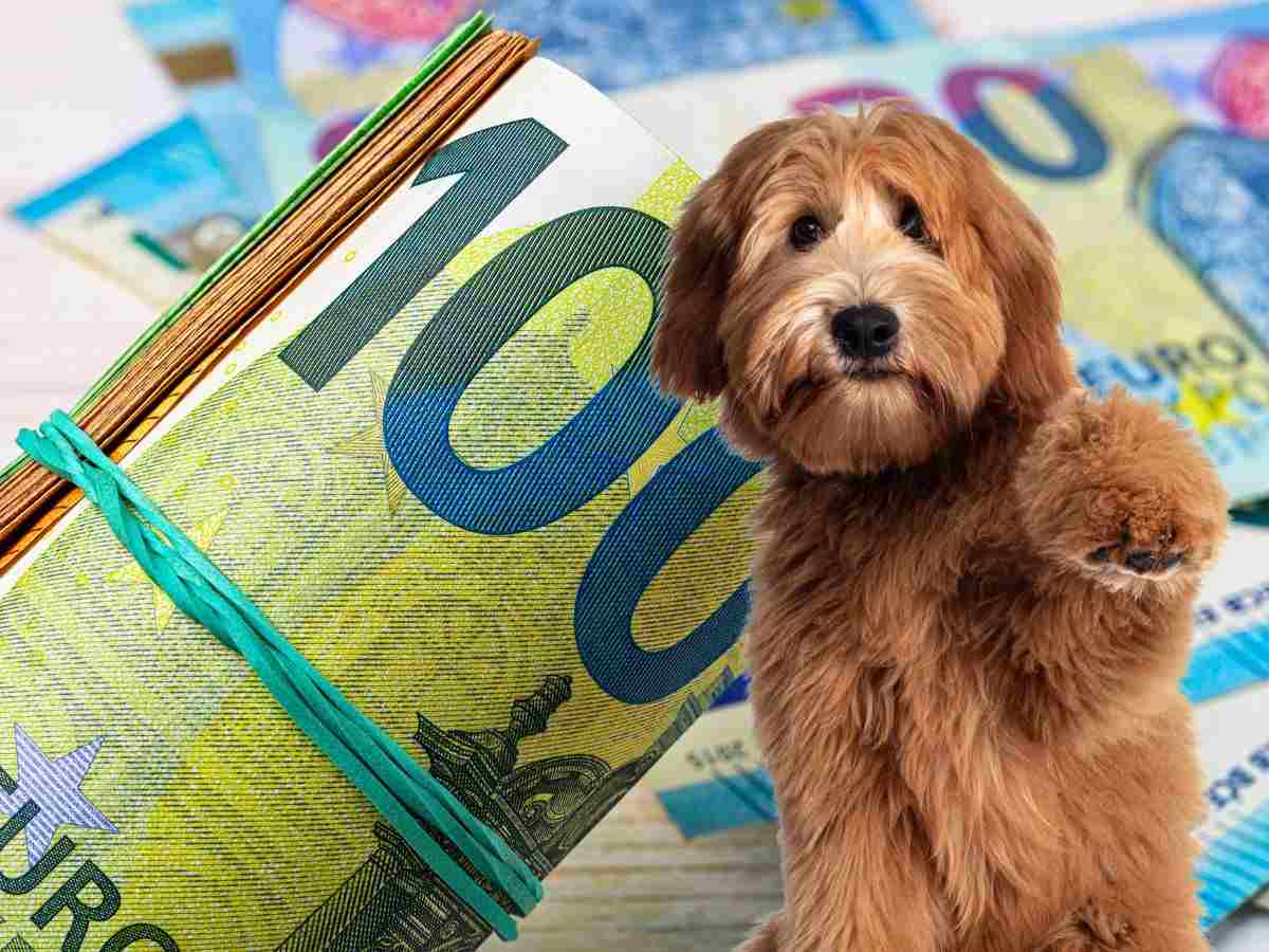 sfondo banconote euro e cane che vuole dare la zampa