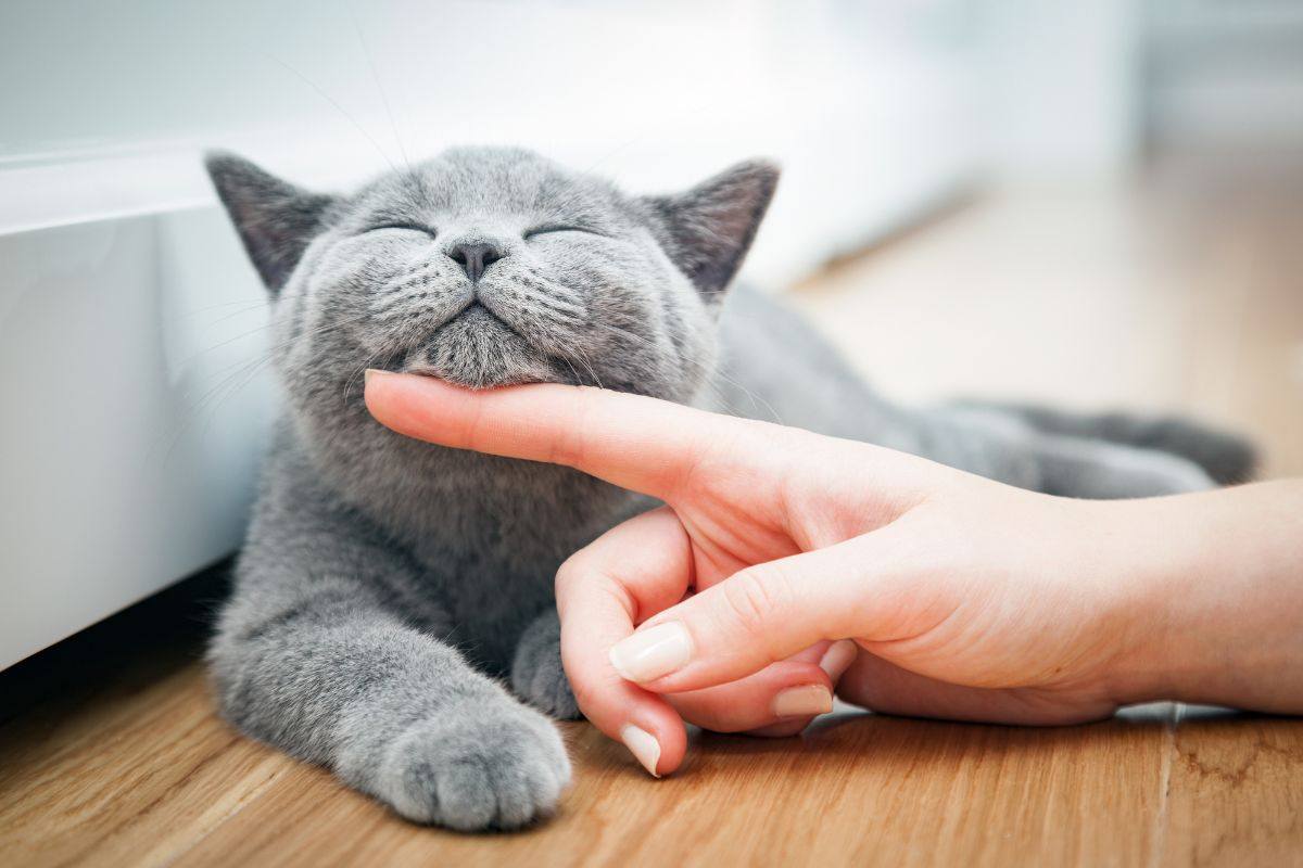 gatto accarezzato dal padrone