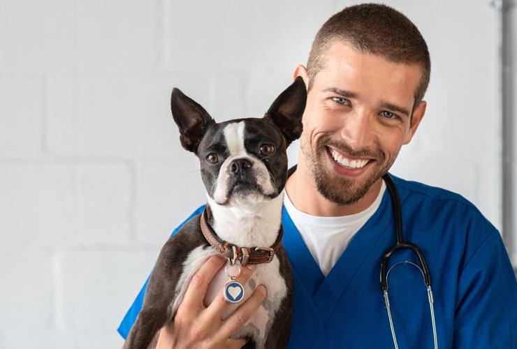 veterinario